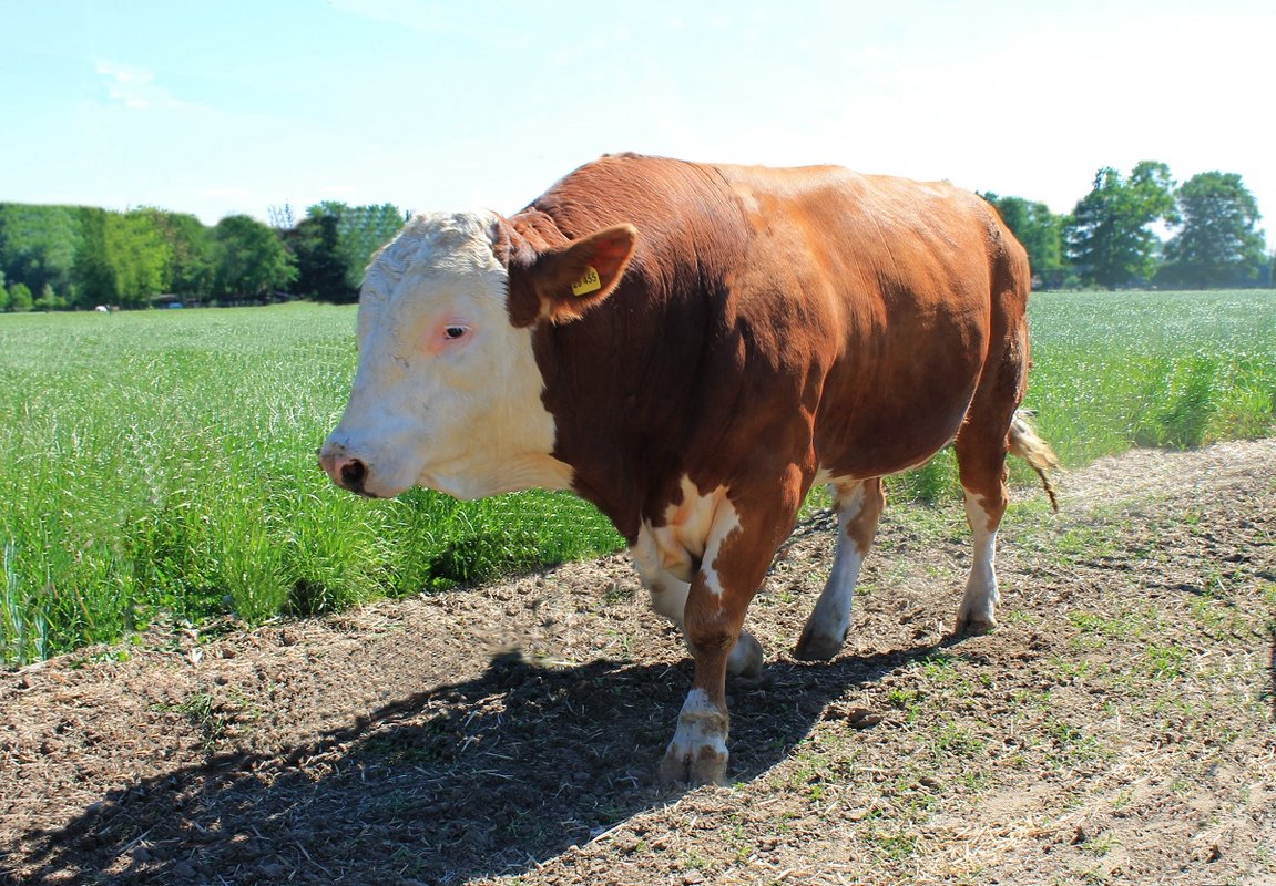 Bulle im Feld